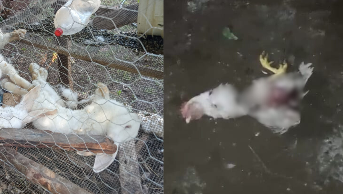 Docenas de pavos y conejos fueron encontrados muertos en los traspatios de la comunidad de Dzitnup. Docenas de pavos y conejos fueron encontrados muertos en los traspatios de la comunidad de Dzitnup.