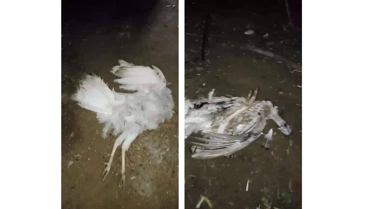 Los animales fueron encontrados muertos sin signos de desangramiento, y un conejo estaba decapitado. Los animales fueron encontrados muertos sin signos de desangramiento, y un conejo estaba decapitado.