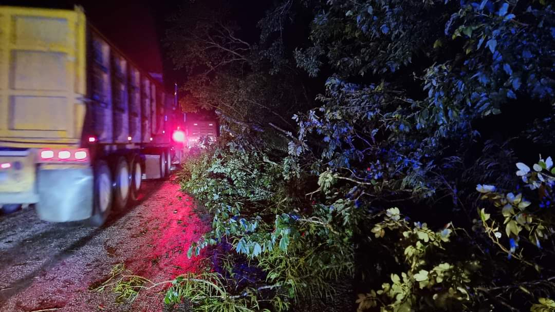 Seis árboles de jabín cayeron debido al fuerte viento, obstruyendo la vía y poniendo en peligro a los conductores. Seis árboles de jabín cayeron debido al fuerte viento, obstruyendo la vía y poniendo en peligro a los conductores.