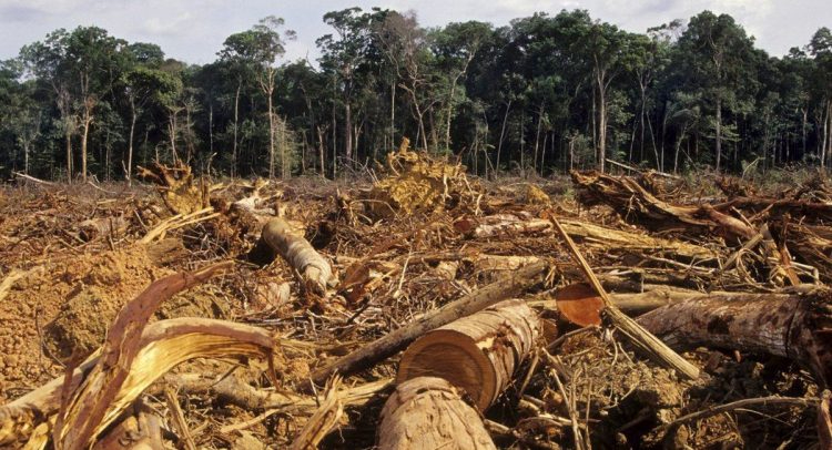 Campeche es la entidad con más deforestación entre los tres estados Campeche es la entidad con más deforestación entre los tres estados