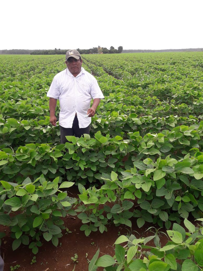Cultivaron 5 mil más que el año pasado Cultivaron 5 mil más que el año pasado