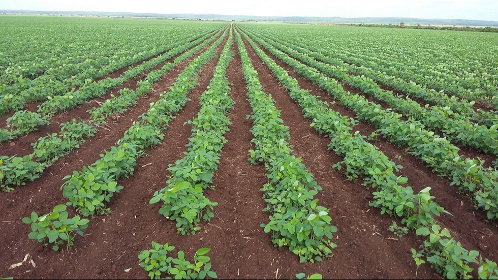 El precio de la soya va por arriba de los 9 mil pesos El precio de la soya va por arriba de los 9 mil pesos