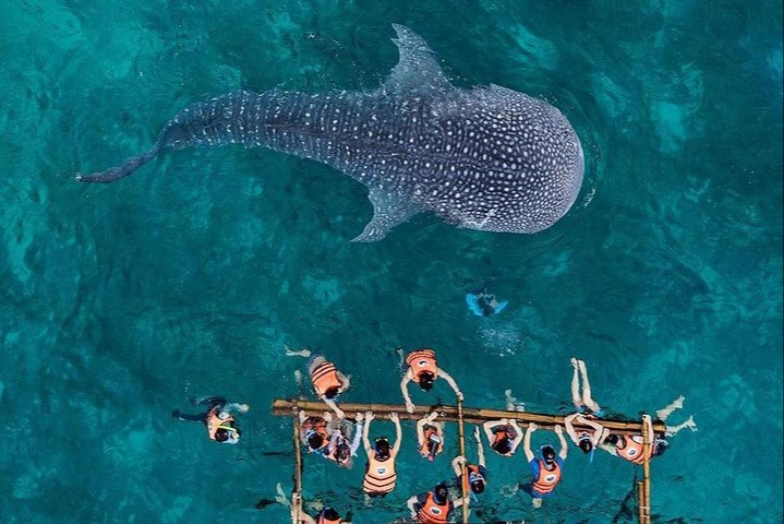 El turismo atraído por el tiburón ballena se regulará El turismo atraído por el tiburón ballena se regulará