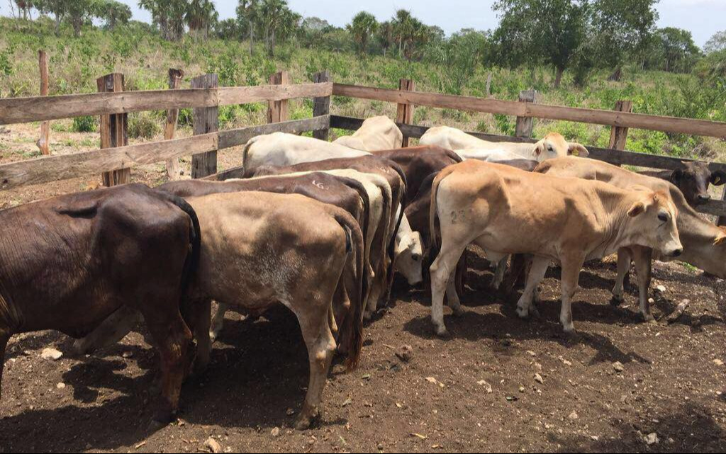 La producción de bovinos es el principal causante en la región Oriente. La producción de bovinos es el principal causante en la región Oriente.