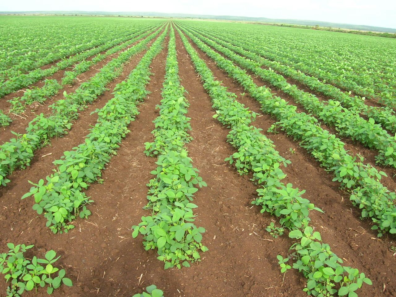 Las lluvias fueron punto clave para el cultivo de soya Las lluvias fueron punto clave para el cultivo de soya