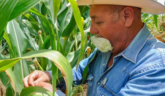 Más de 75,736 personas en Campeche han recibido apoyos de los Programas de Bienestar desde 2019.