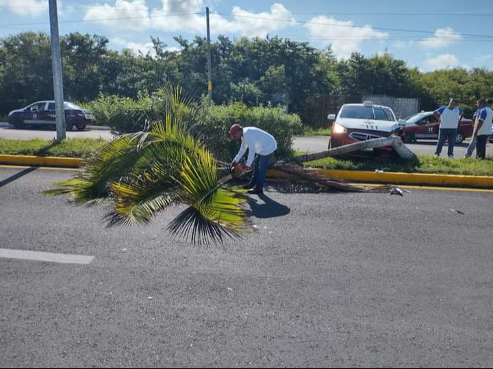 Taxi se monta en camellón central de la avenida “Colosio” en Champotón y derriba palmera    