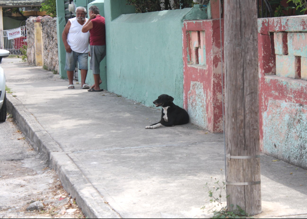 Alertan en Yucatán por nueva variante de parvovirus 