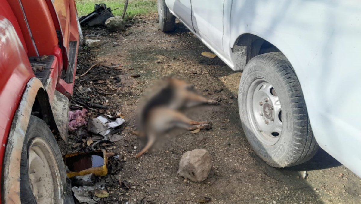 Envenenan a perros en  la colonia Ignacio Zaragoza de Escárcega 