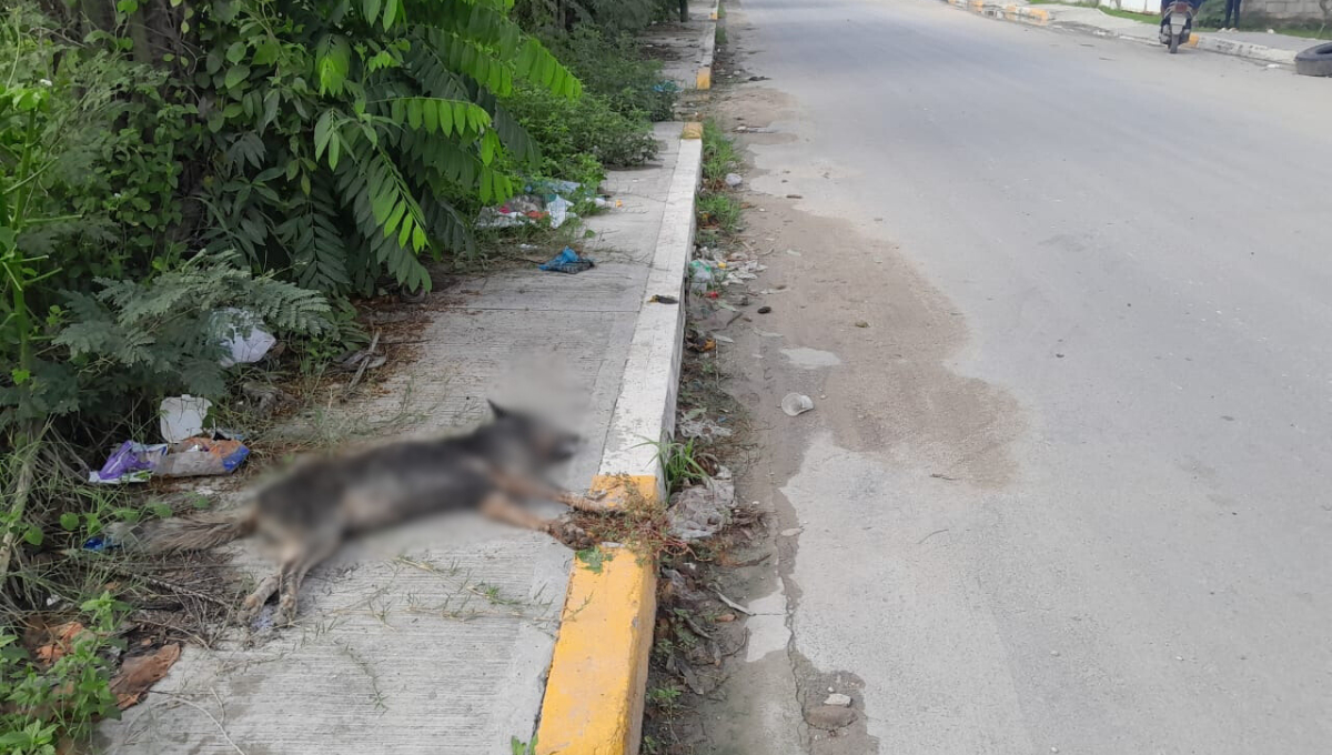 Hallaron restos de comida de pollo y tenía pedazos de pastillas Hallaron restos de comida de pollo y tenía pedazos de pastillas