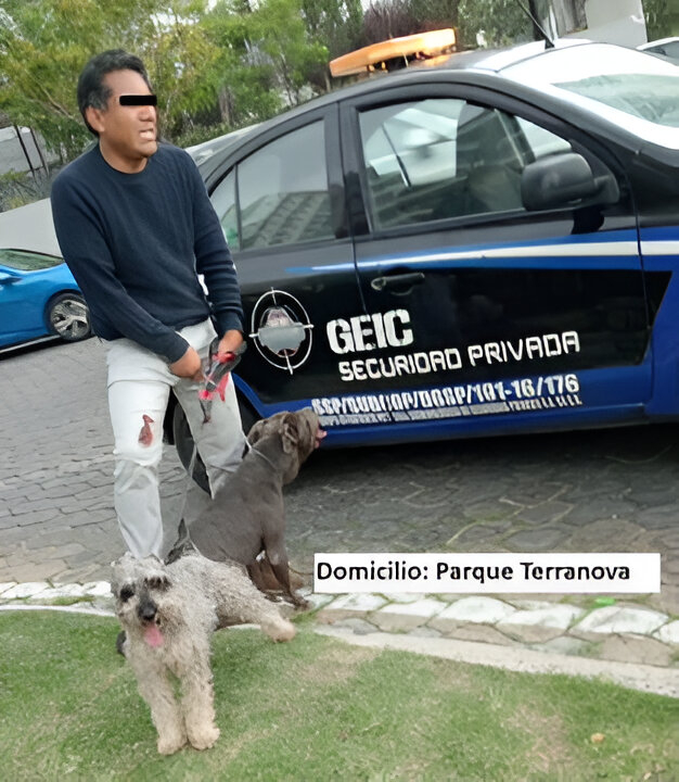 En Puebla un perro de raza Pitbull mató a un French Poodle pues su dueño no lo paseaba con correa