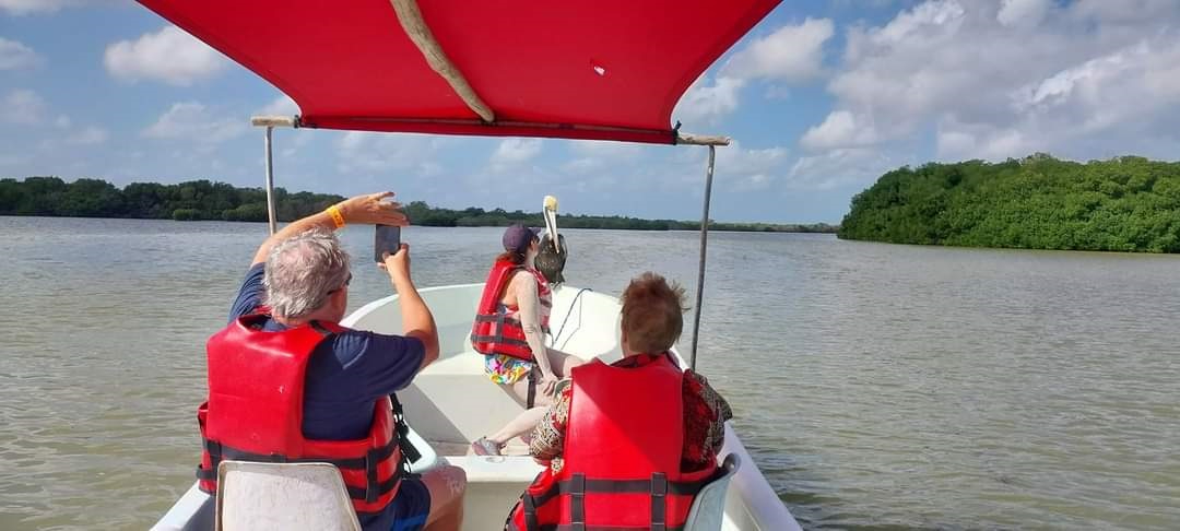 Guías de turistas incurren en actos indebidos para hacer más atractivos los paseos en Ría Lagartos Guías de turistas incurren en actos indebidos para hacer más atractivos los paseos en Ría Lagartos