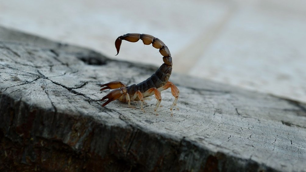 Alacranes y tarántulas inquietan a vecinos de la zona maya de Quintana Roo