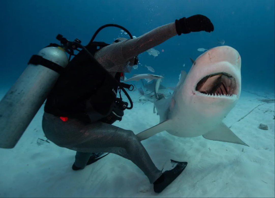 El avistamiento de tiburones es un atractivo de Isla Mujeres El avistamiento de tiburones es un atractivo de Isla Mujeres