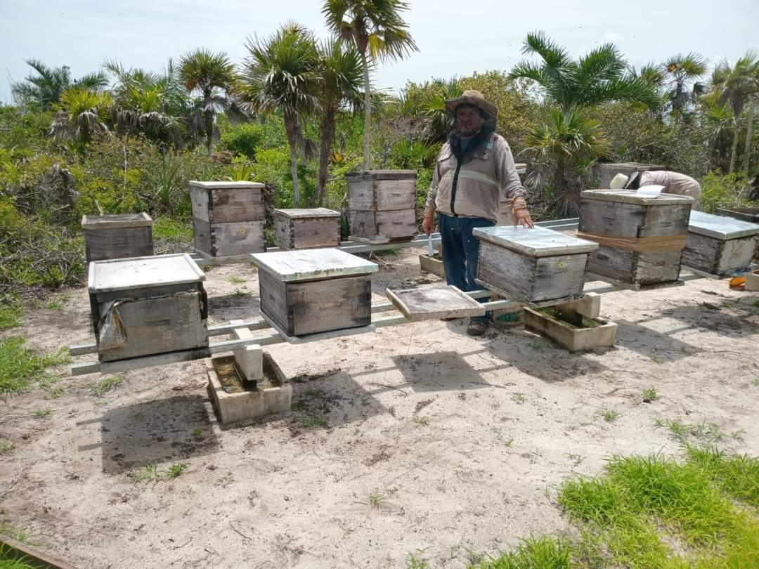 Agroquímicos matan a abejas de 789 colmenas al Oriente de Yucatán