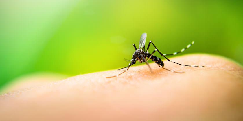 Mueren tres personas por dengue en Campeche     