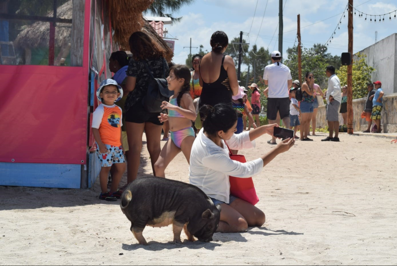 Pig Beach era visitada por locales y turistas antes de su cierre Pig Beach era visitada por locales y turistas antes de su cierre