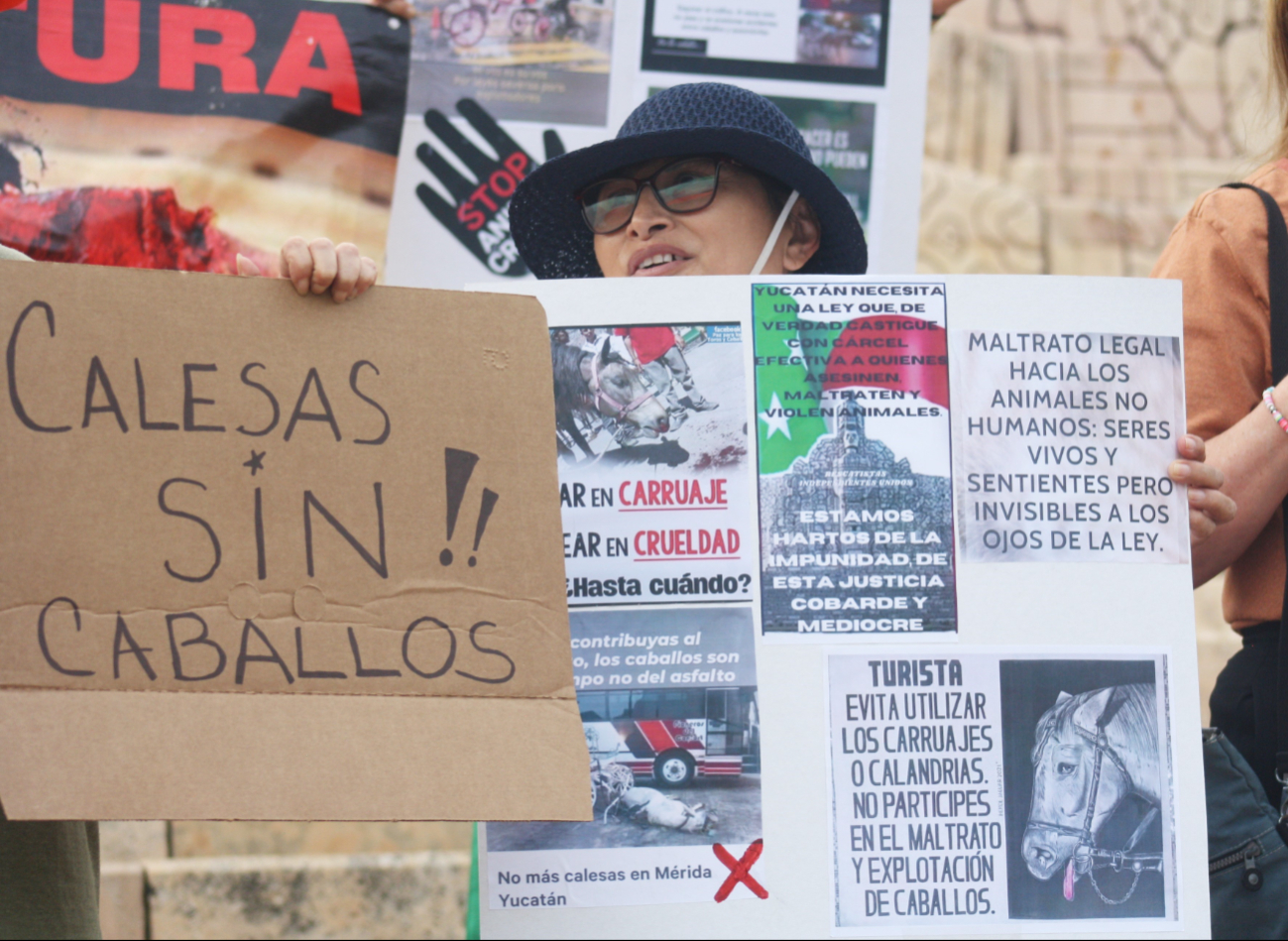 Piden justicia por el maltrato a los caballos de las calesas Piden justicia por el maltrato a los caballos de las calesas