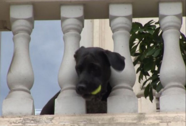 Buba, la perra se ha vuelto una atracción Buba, la perra se ha vuelto una atracción