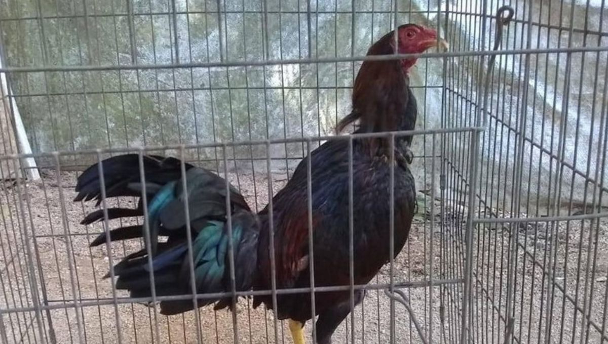 Actualmente, la Ley de Protección Animal prohíbe las peleas de gallos en Quintana Roo