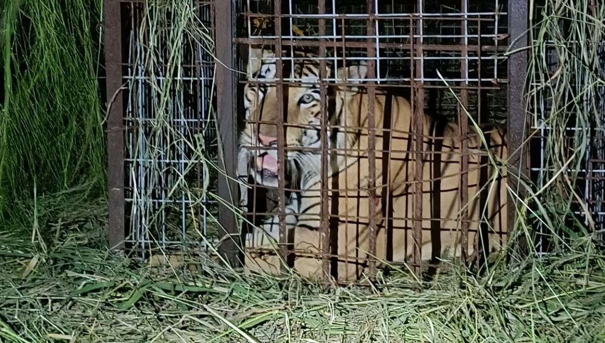 El tigre cayó en una trampa colocada por las autoridades