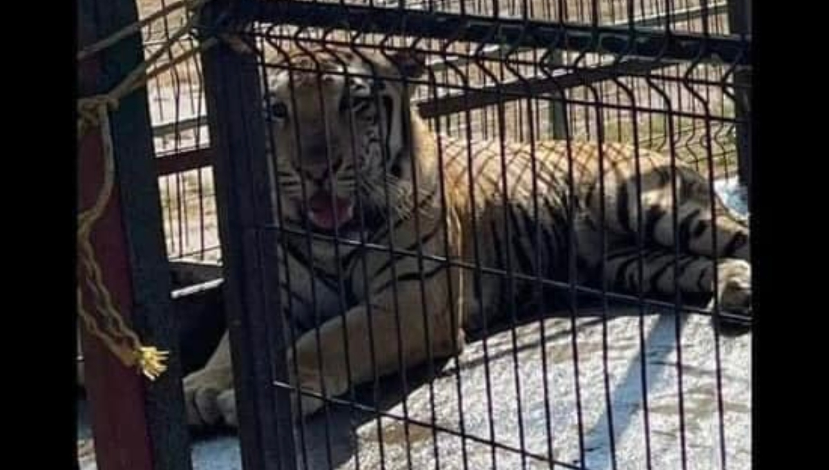 El tigre escapó de un zoológico particular en Reynosa El tigre escapó de un zoológico particular en Reynosa