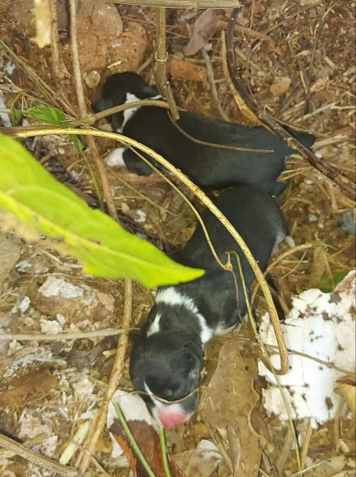 Kantunilkenses afirman que la falta de vigilancia causa que dejen a cachorros en parques y carreteras Kantunilkenses afirman que la falta de vigilancia causa que dejen a cachorros en parques y carreteras