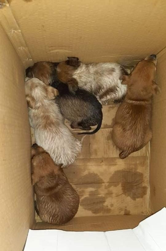 Piden castigos por abandono animal en Felipe Carrillo Puerto Piden castigos por abandono animal en Felipe Carrillo Puerto
