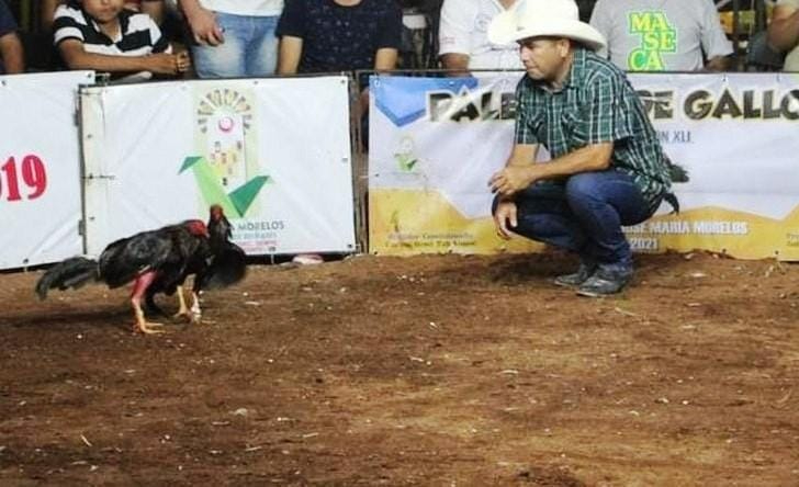 Galleros piden una nueva legislatura que retome la Ley de Protección y Bienestar Animal Galleros piden una nueva legislatura que retome la Ley de Protección y Bienestar Animal