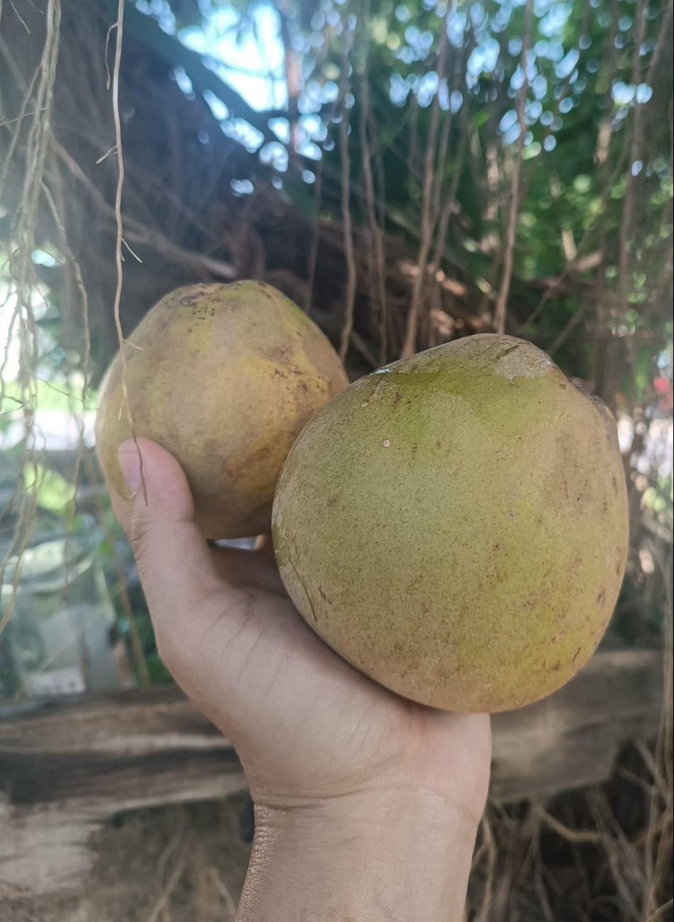 Cada vez hay menos árboles de chooch en los traspatios, pues son difíciles de cultivar. Cada vez hay menos árboles de chooch en los traspatios, pues son difíciles de cultivar.