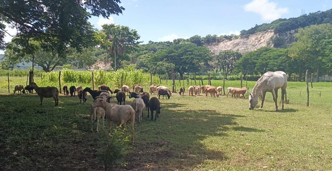 En Campeche existen 48 carpetas de investigación por robo de ganado  