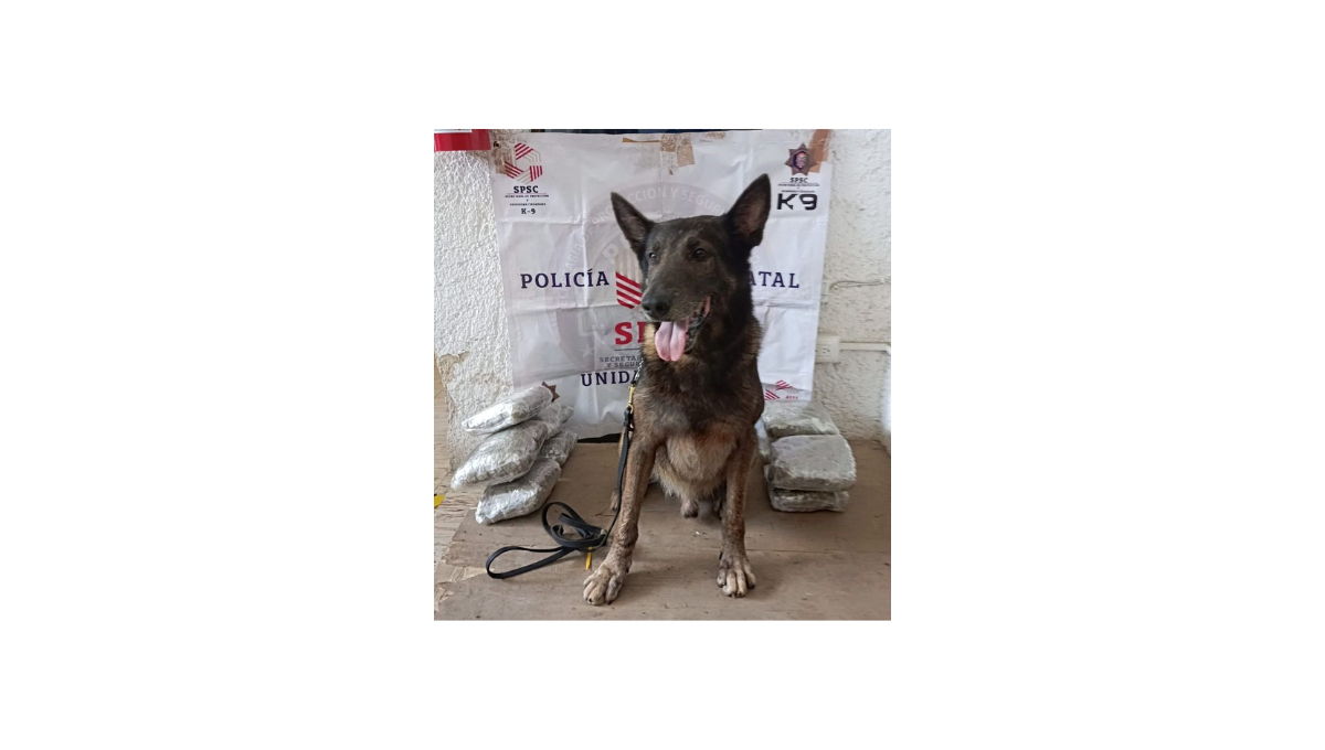 Danco ayuda a decomisar mariguana Danco ayuda a decomisar mariguana