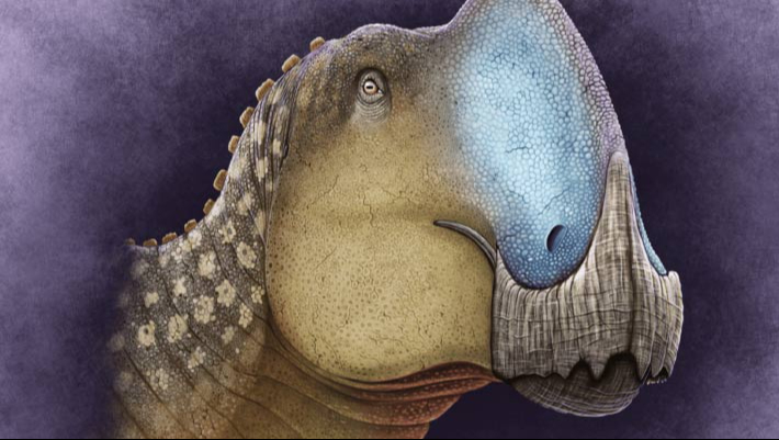 El Coahuilasaurus lipani continúa bajo investigación científica El Coahuilasaurus lipani continúa bajo investigación científica