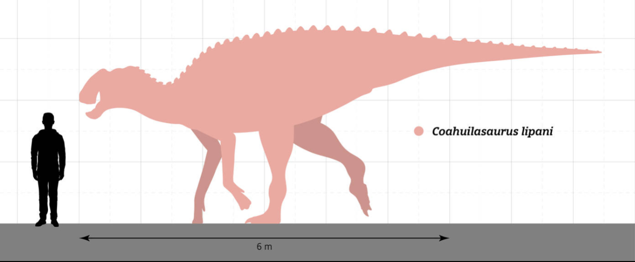 El Coahuilasaurus lipani vivió hace millones de años en Coahuila, México El Coahuilasaurus lipani vivió hace millones de años en Coahuila, México