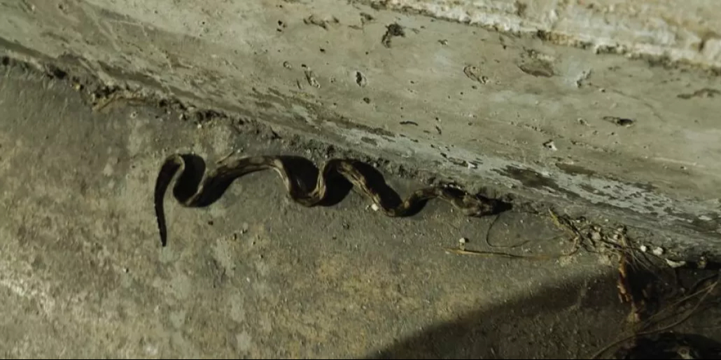 Con la temporada de lluvias los reptiles salen de sus escondites en busca de alimento Con la temporada de lluvias los reptiles salen de sus escondites en busca de alimento