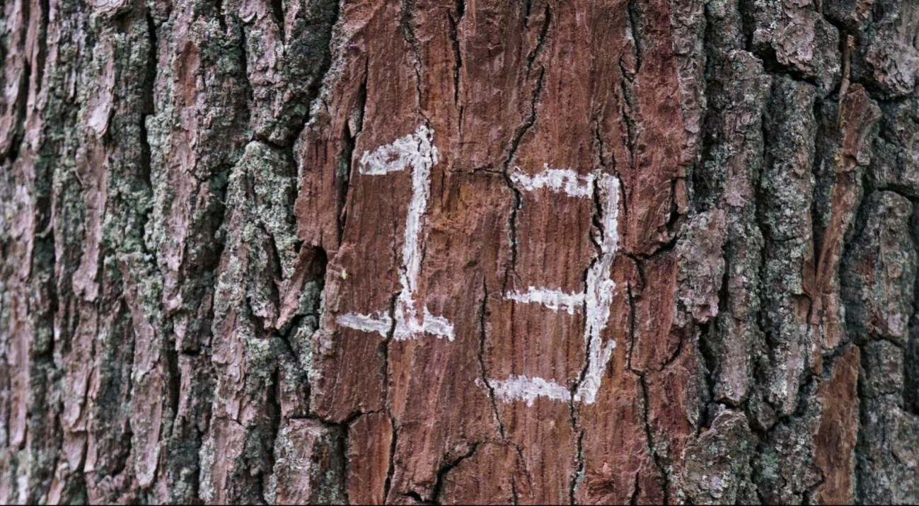 Este es el significado del viernes 13 en la numerología Este es el significado del viernes 13 en la numerología