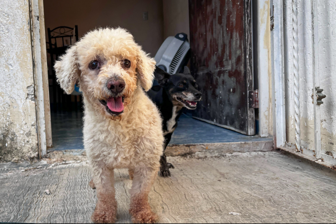 La pirotecnia causa estrés extremo, ansiedad y traumas duraderos en las mascotas La pirotecnia causa estrés extremo, ansiedad y traumas duraderos en las mascotas
