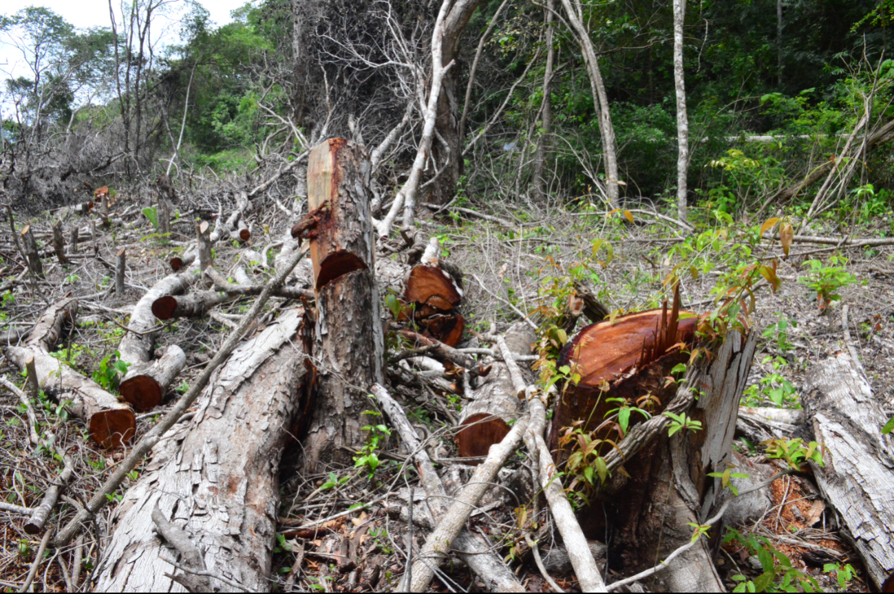 Dicha comunidad incurrió en la afectación de la zona forestal, al ampliar sus cultivos; recientemente fueron puestos a disposición de la Profepa