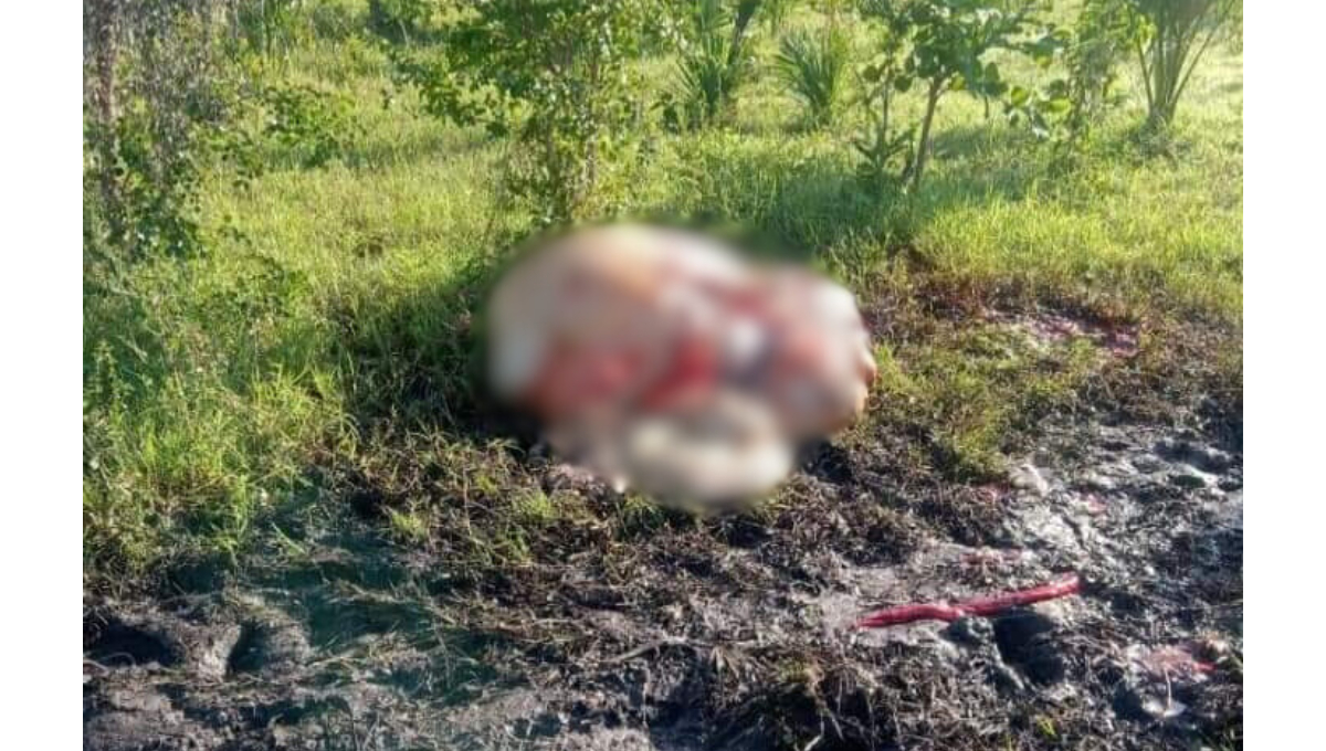 Los afectados sospechan que las partes del ganado se comercializan en carnicerías locales Los afectados sospechan que las partes del ganado se comercializan en carnicerías locales