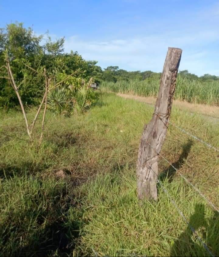Denuncian robo de ganado en Seybaplaya: Hallan destazado un semental de 800 kilos 