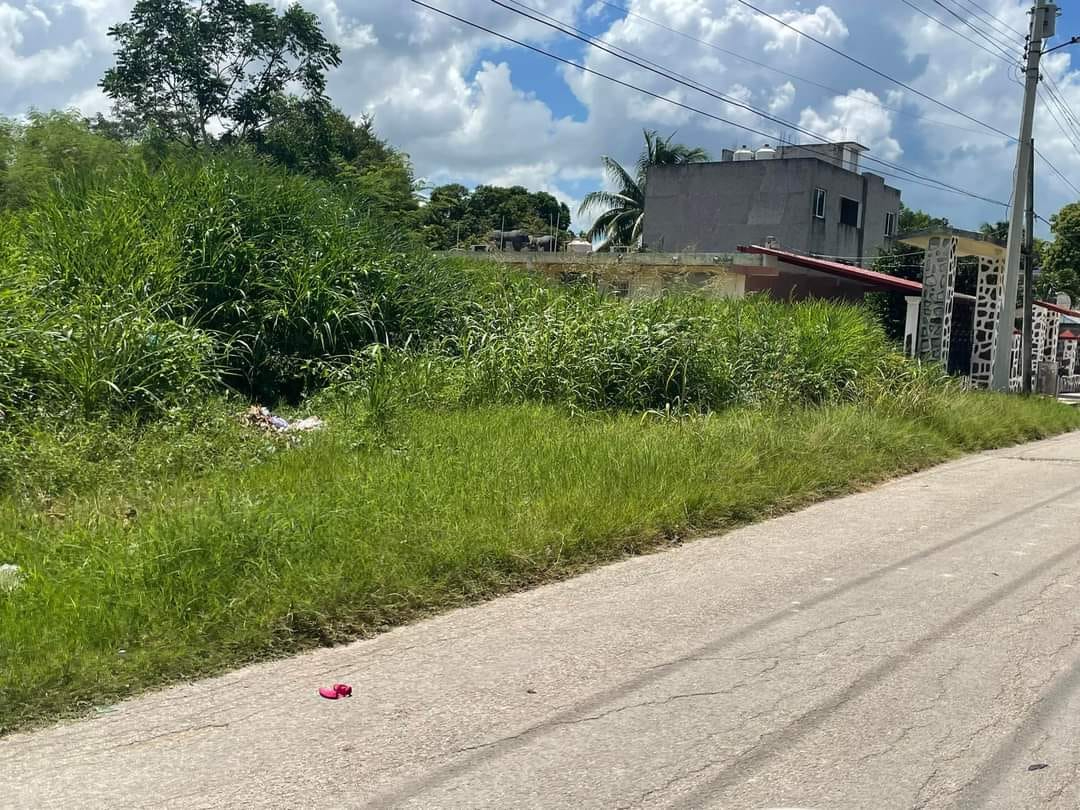 La maleza en la calle y banquetas representa un riesgo de mordeduras de animales y accidentes vehiculares La maleza en la calle y banquetas representa un riesgo de mordeduras de animales y accidentes vehiculares