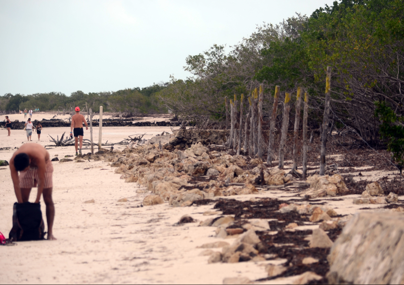 Quintana Roo registra pérdida de 82 mil hectáreas de manglar Quintana Roo registra pérdida de 82 mil hectáreas de manglar