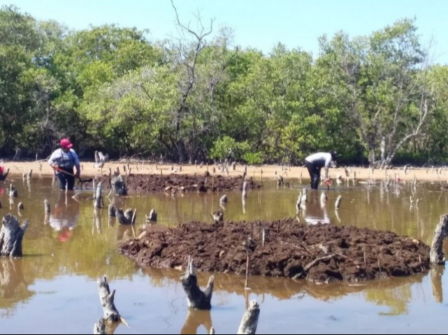 Desde 2020, Conanp lleva a cabo un proyecto de restauración de manglares en Isla Aguada. Desde 2020, Conanp lleva a cabo un proyecto de restauración de manglares en Isla Aguada.