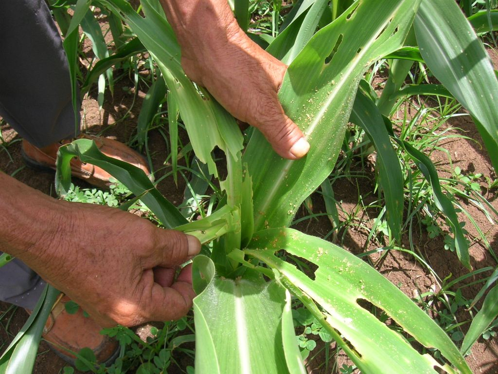 Los cultivos, aunque se ven bien de lejos, están invadidos por el gusano cogollero que daña las plantas. Los cultivos, aunque se ven bien de lejos, están invadidos por el gusano cogollero que daña las plantas.