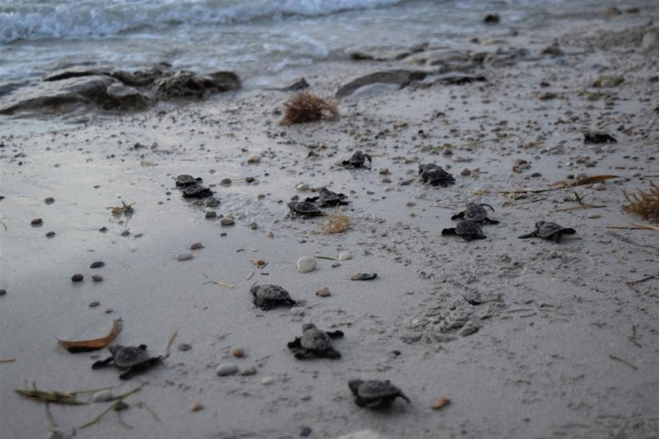 100 tortuguitas de carey fueron liberadas en el campamento tortuguero de San Lorenzo 100 tortuguitas de carey fueron liberadas en el campamento tortuguero de San Lorenzo