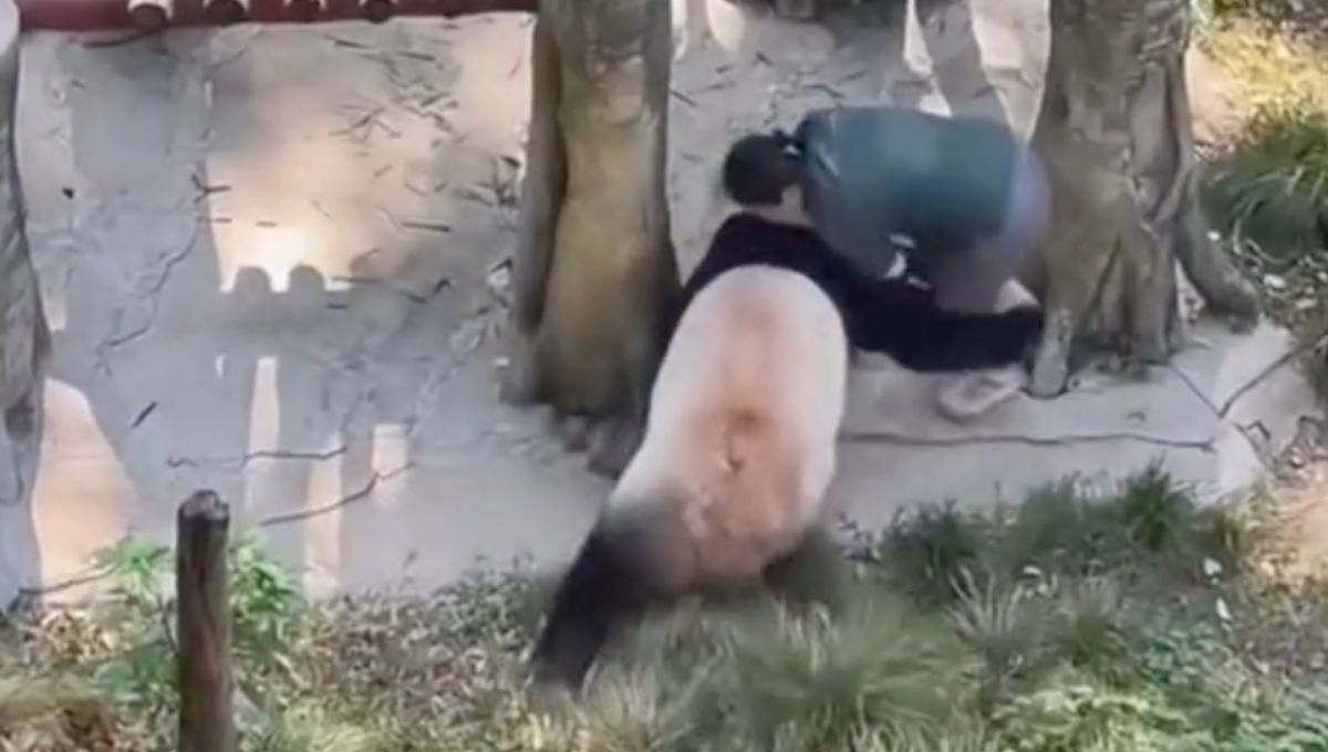 Así fue como un panda atacó a su cuidadora en un zoológico de China (VIDEO)