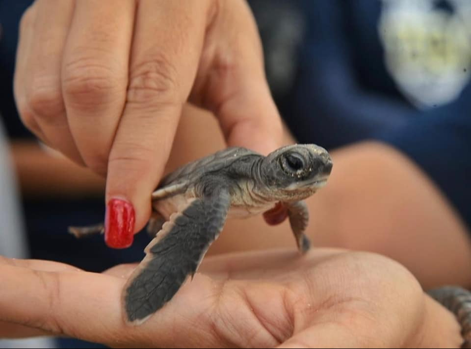 La liberación busca concientizar sobre la importancia de proteger especies en peligro de extinción La liberación busca concientizar sobre la importancia de proteger especies en peligro de extinción