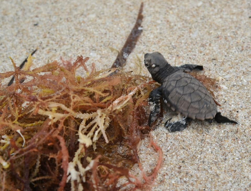 Se han protegido cinco mil nidos de tortugas carey y tres mil nidos en total en Campeche Se han protegido cinco mil nidos de tortugas carey y tres mil nidos en total en Campeche