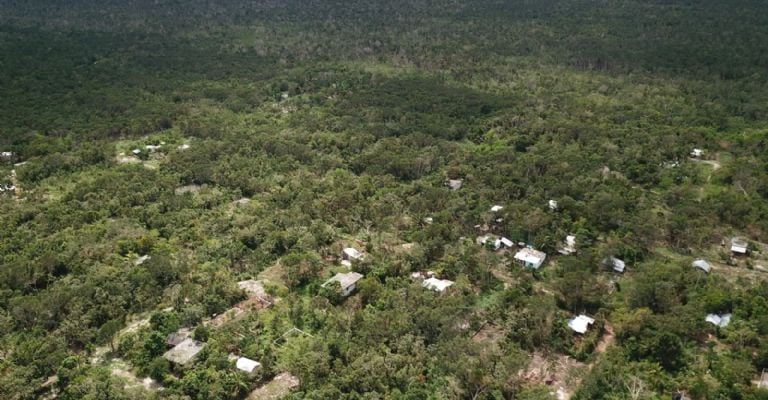 Sólo 18% de la selva está en buenas condiciones Sólo 18% de la selva está en buenas condiciones