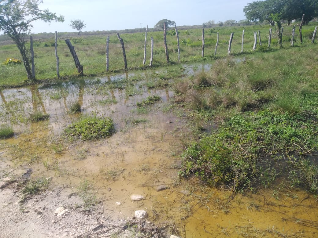 Bajo el agua queda la pastura, por lo que trasladan a los animales para que puedan alimentarse Bajo el agua queda la pastura, por lo que trasladan a los animales para que puedan alimentarse